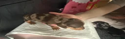 Miniature Dachshund dogs for sale: 🐾 Miniature Dachshund Puppies – KC registered 🐾 in Birmingham - Advert 18