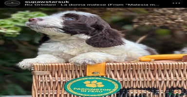 Cockapoo dogs - Advert 4