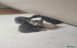 Norwegian Forest Cat cats for sale: Georgeta Ana Ivan  - Image 4
