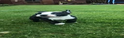 Boston Terrier dogs for stud: Mickey Mouse🐁proven kc (for stud) - Advert 10