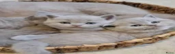 British Shorthair cats for sale: GCCF Lilac British shorthair - Advert 7