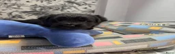 Mixed Breed dogs for sale: Bouvier Des Flanders / Giant Schnauzer  - Advert 12