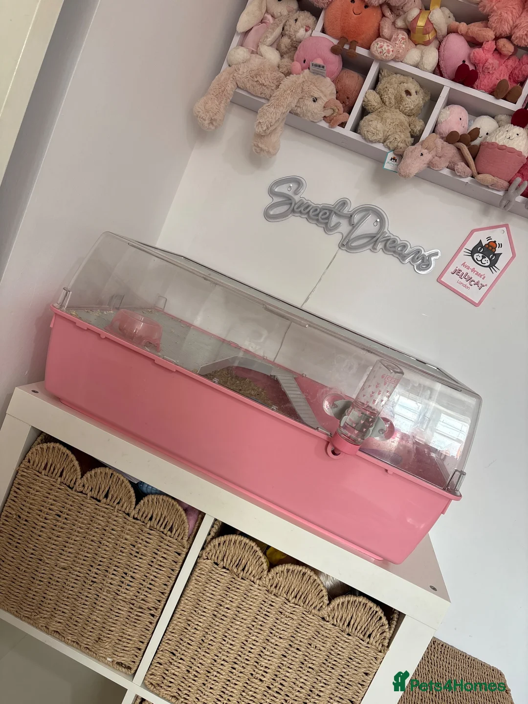 Hamster rodents for sale: Syrian hamster - Advert 1