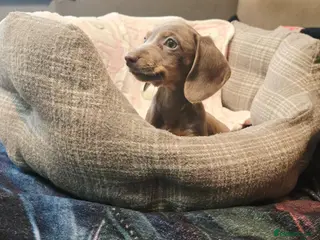 Dachshund dogs Ready to leave extra mini Dachshund puppies - Advert 3