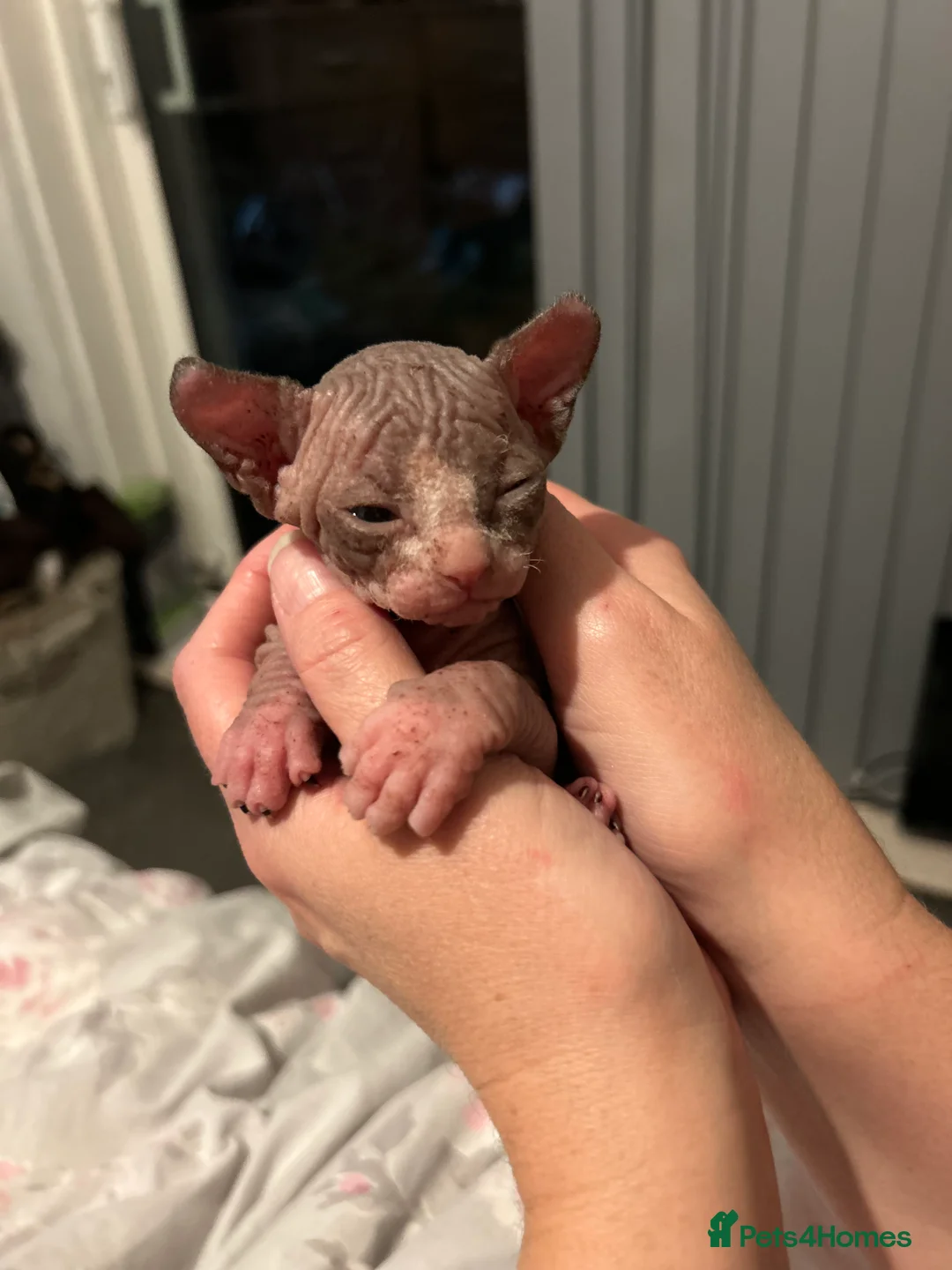 Sphynx cats for sale: Beautiful Sphynx babies  - Advert 10