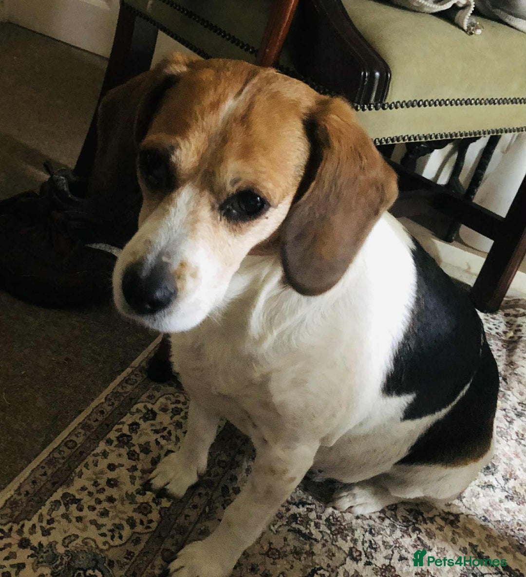 Beagle dogs for adoption: Poppy Beagle for adoption - Image 4