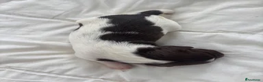 English Springer Spaniel 3