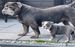 Olde English Bulldogge dogs for sale: STUNNING OLDE ENGLISH BULLDOG - Image 5