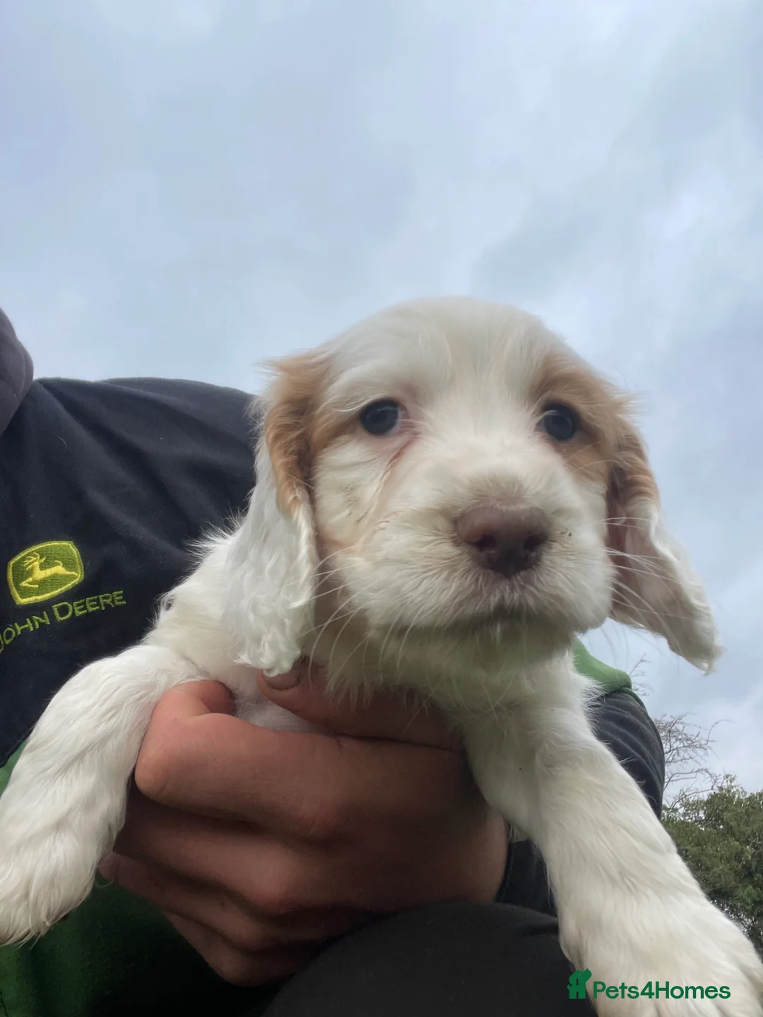 Sprocker dogs for sale: Sprocker puppies  - Advert 10