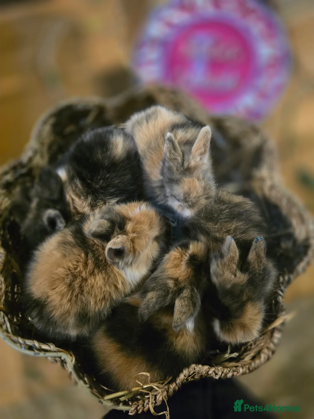 Lionhead rabbits for sale: Double Mained Lionheads Ready For Reserve  - Advert 7