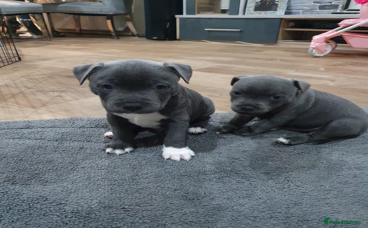 Staffordshire Bull Terrier dogs - Advert 7