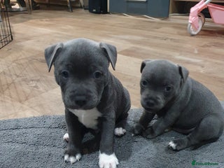 Staffordshire Bull Terrier dogs - Advert 3