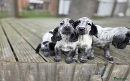 Cocker Spaniel dogs for sale: Cocker spaniel pups looking for there forever home - Image 3