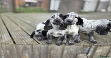 Cocker Spaniel dogs - Advert 10