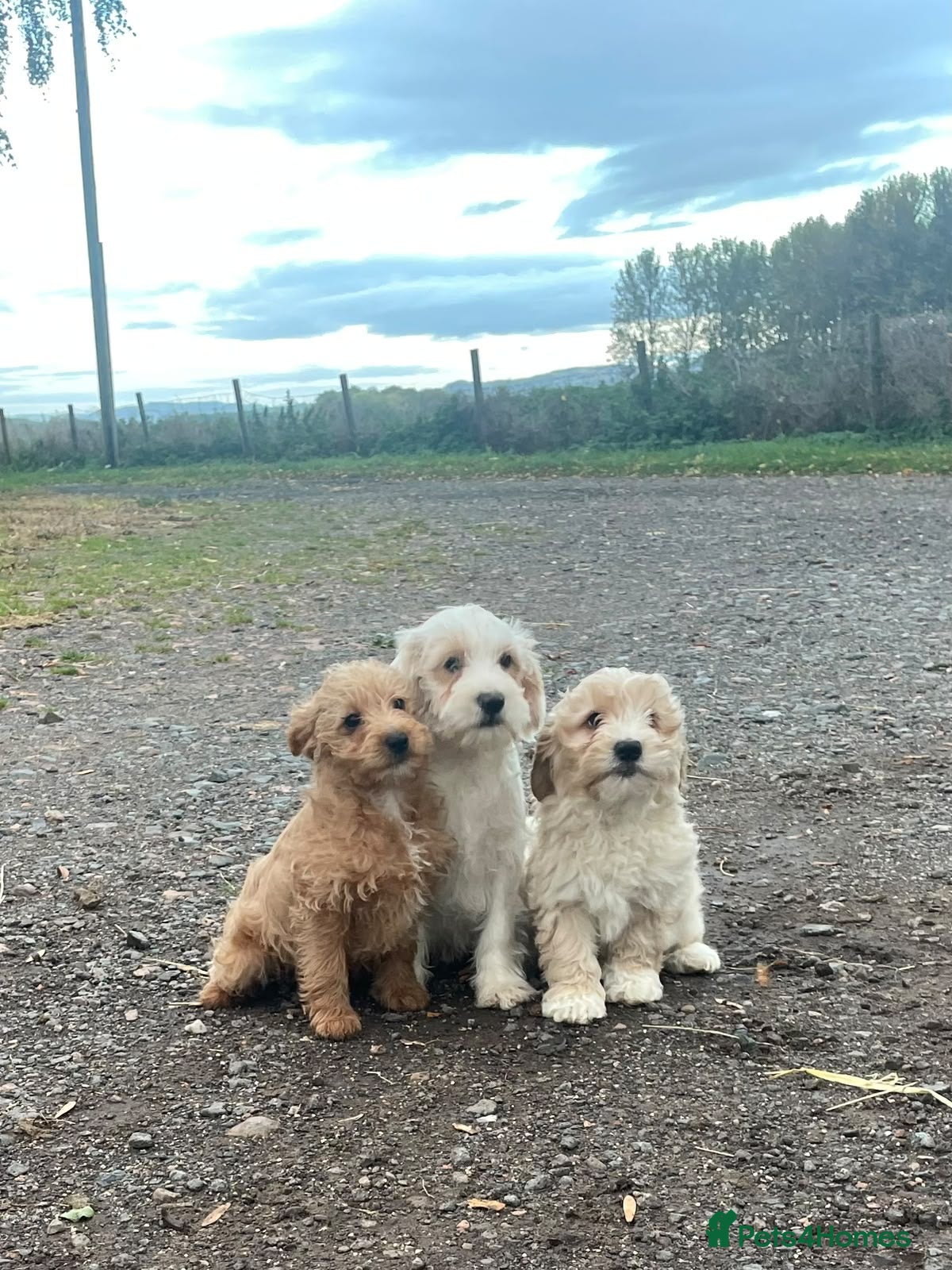 Jackapoo dogs Health checked and Fully vaccinated Jackapoos - Advert 3