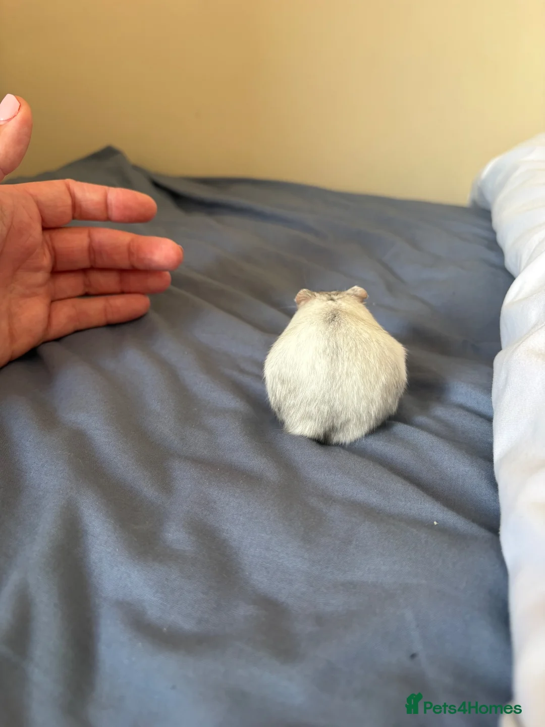 Hamster rodents for sale: Two male hamsters in Sheffield - Advert 2