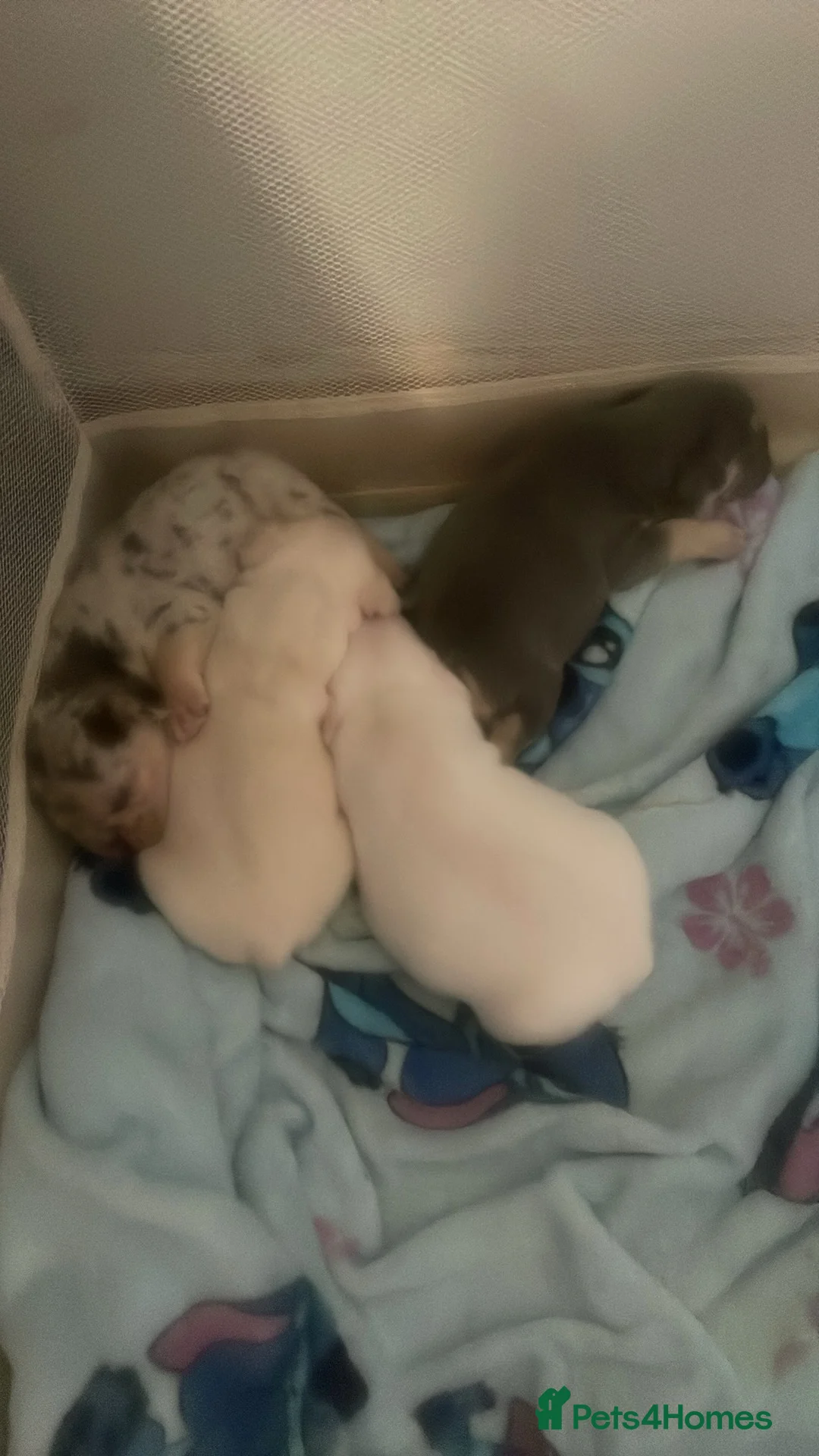 French Bulldog dogs for sale: French bulldog puppies for sale in Saint Helens - Advert 2