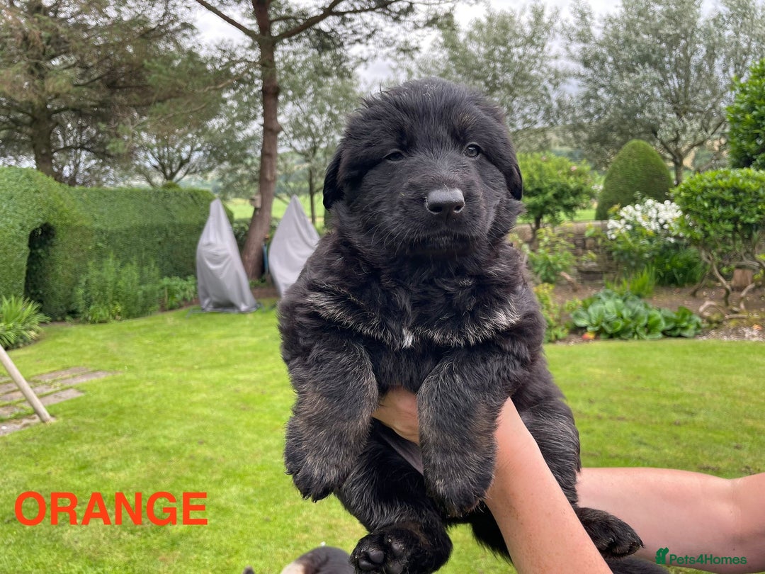 German Shepherd dogs for sale: ONE GIRL AVAILABLE -German shepherd puppies - Image 6