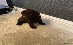 Cockapoo dogs for sale: Adorable cockapoo puppy’s  - Image 10
