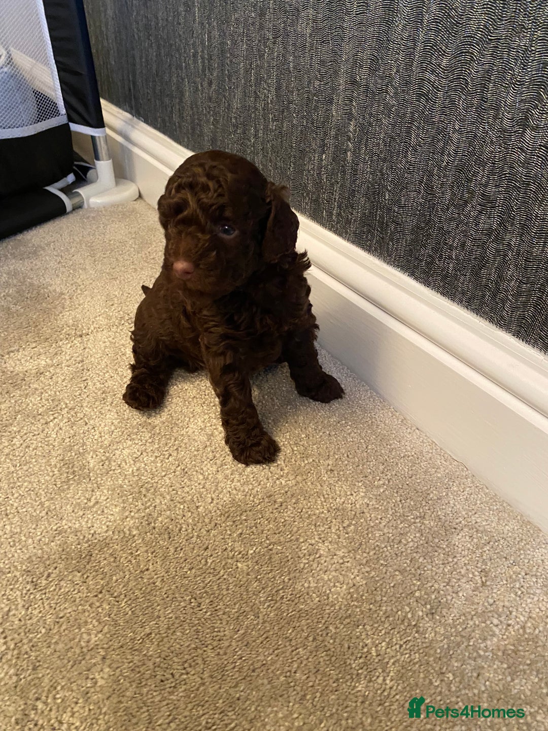 Cockapoo dogs for sale: Adorable cockapoo puppy’s  - Image 10