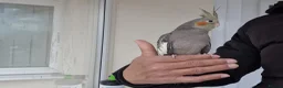 Cockatiels birds for sale: Super hand tamed baby cockatiels  - Advert 4