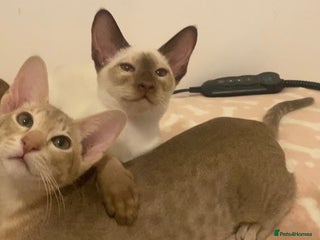 Oriental cats Oriental kittens - Advert 3