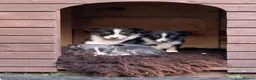 Border Collie dogs for sale: Border Collie Puppies  in Hexham - Advert 4