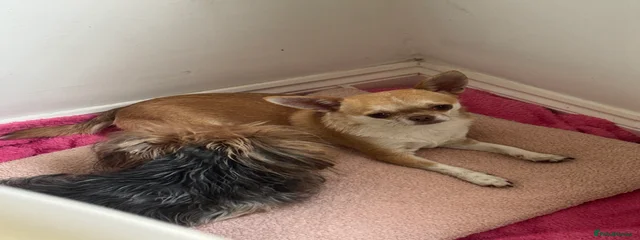 Simba