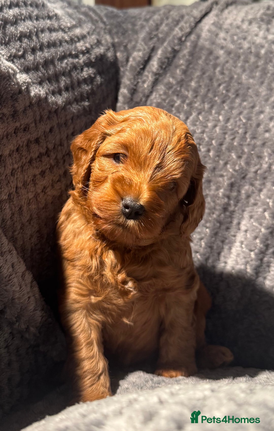 Cockapoo dogs for sale: Outstanding F1b Cockapoos, health tested clear - Advert 9