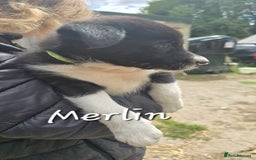 Border Collie dogs for sale:  Any farmers looking for working dogs? - Image 31