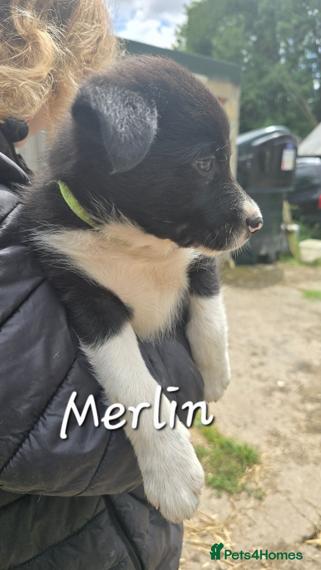 Border Collie dogs for sale:  Any farmers looking for working dogs? - Image 31