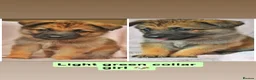 Mixed Breed dogs for sale: 8 beautiful healthy  puppies ,  German shepherd  - Advert 3