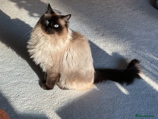 Ragdoll cats Beautiful Male Ragdoll For Sale - Advert 14