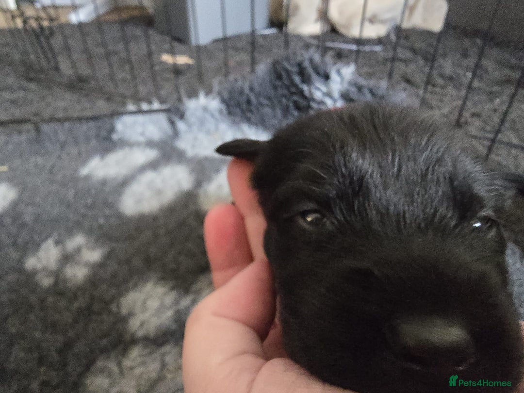 Mixed Breed dogs for sale: 8 Beautiful Puppies Looking for Forever Homes! - Advert 12