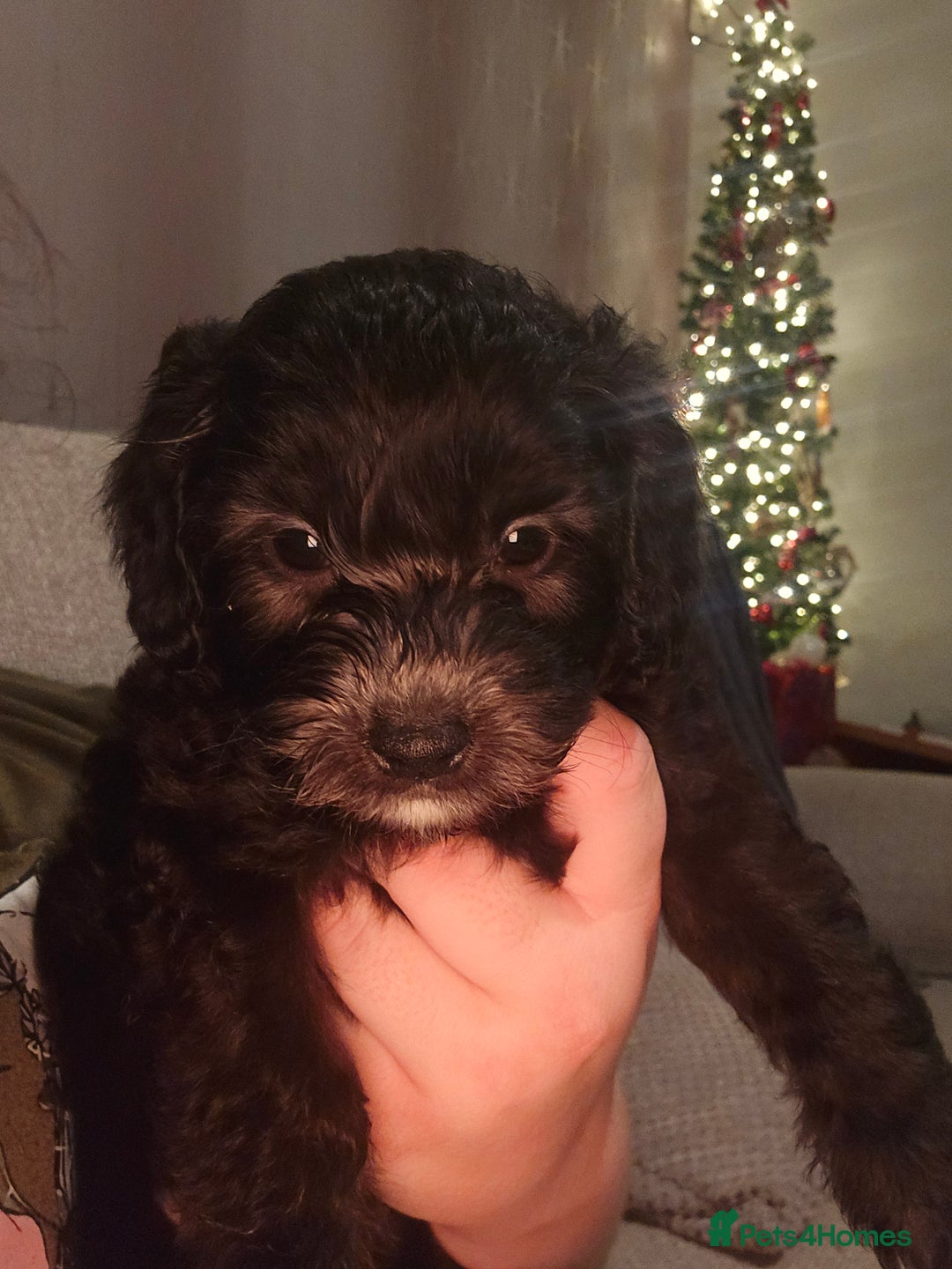 Shihpoo dogs for sale: 🐾REDUCED 2 Boys £800 - Shihpoo Puppies🐾 - Advert 34