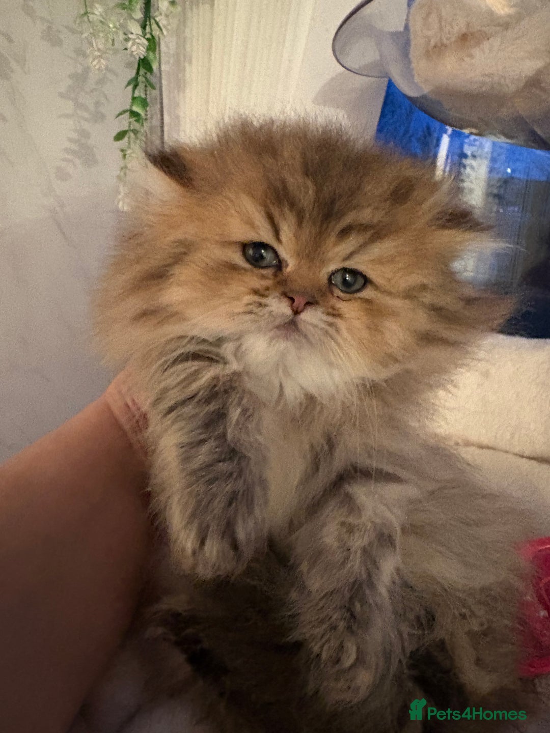 Persian cats for sale: Golden Persian chinchilla kittens  - Advert 11