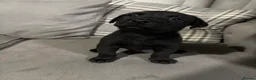 Mixed Breed dogs for sale: Staffrador puppies - Advert 14