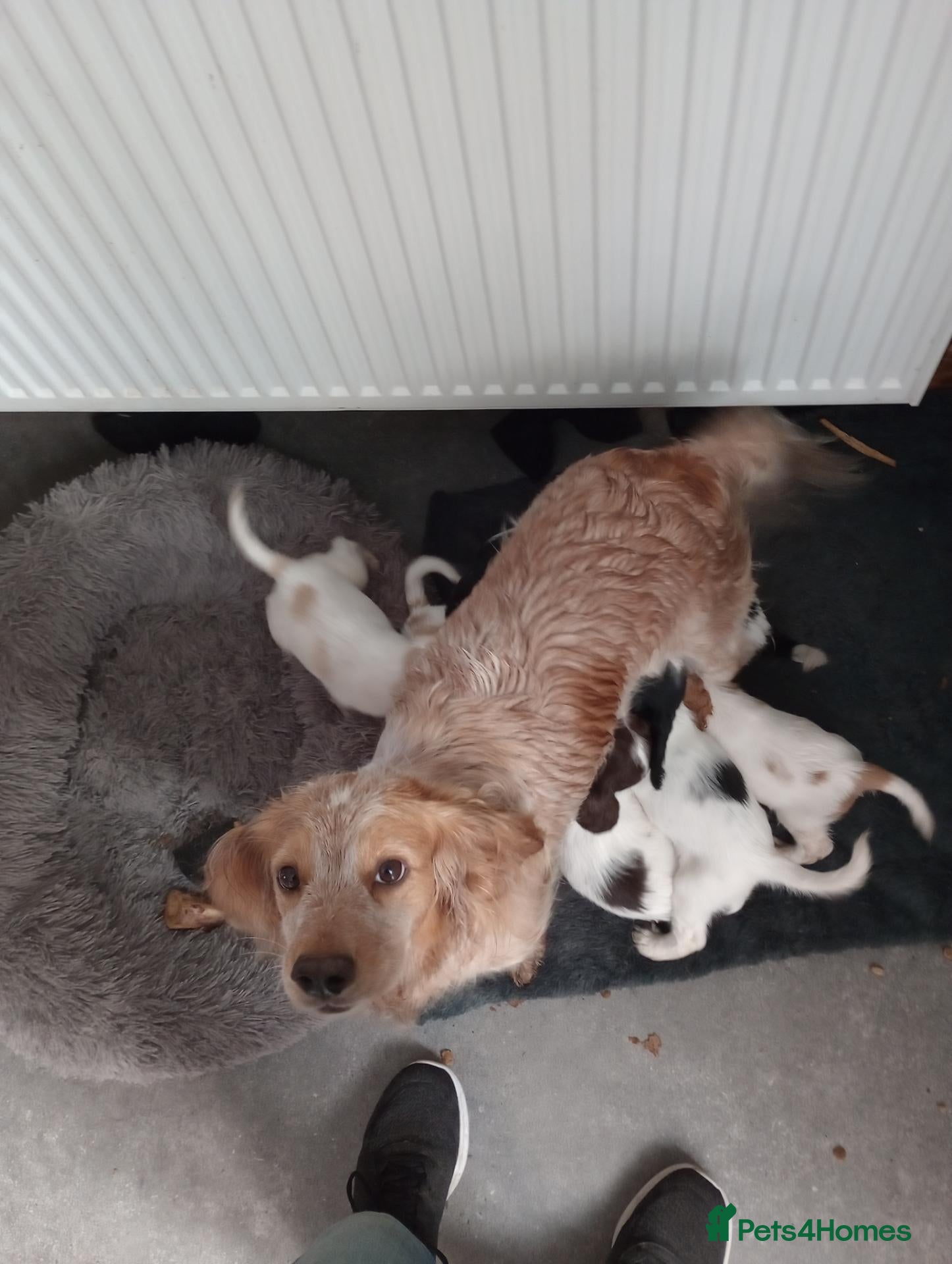 Cocker Spaniel dogs Working cocker spaniel puppies  - Advert 1