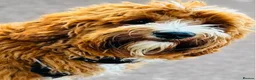 Australian Labradoodle dogs for sale: **MR BRINKLEY'S GENUINE ALD PUPPIES** - Advert 22