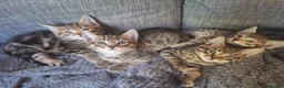 Mixed Breed cats for sale: 2 litters of 2 mommy in Preston - Advert 27