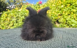 Angora rabbits for sale: 😍Large Angora babies- parents imported from 🇫🇷  - Image 10