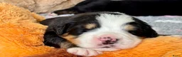 Bernese Mountain Dog dogs for sale: KC Registered Bernese Mountain Dog Puppies - Advert 20