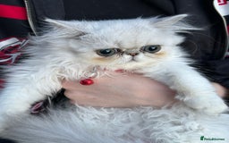 Persian cats for sale: Persian cats  - Image 4