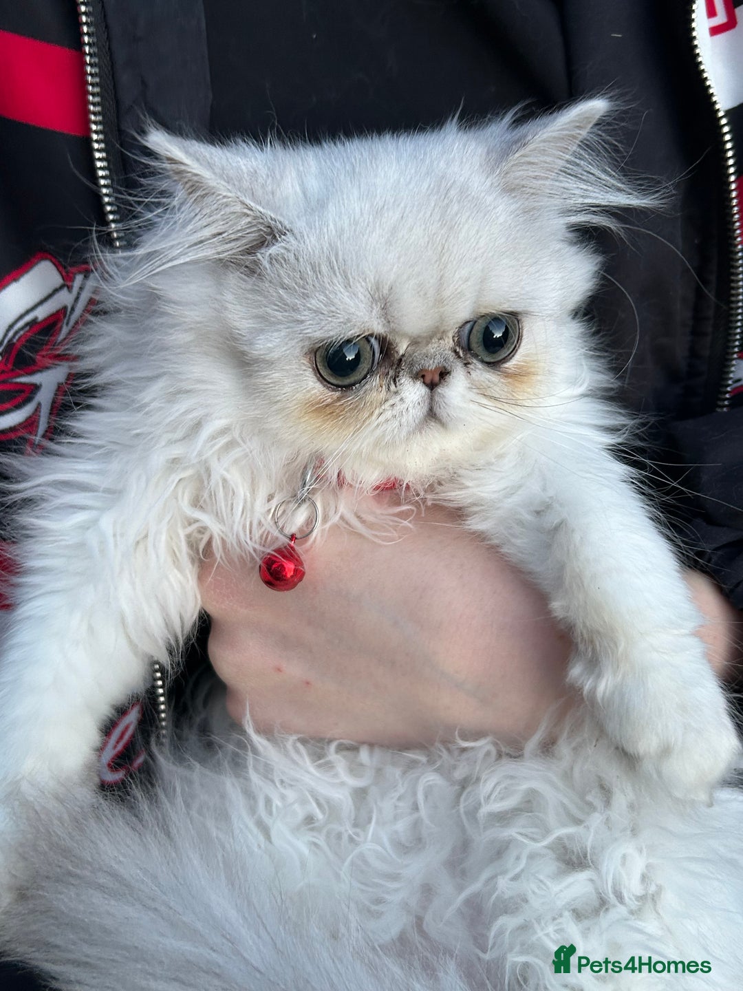 Persian cats for sale: Persian cats  - Image 4