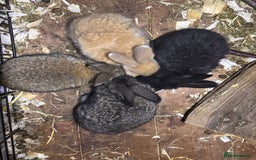 Continental Giant rabbits for sale: Pure Bred Continental Giant Rabbits  - Image 20