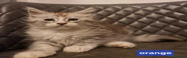 Maine Coon 2