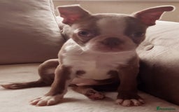 Boston Terrier dogs for sale: Last remaining girl looking for loving home in Stafford - Image 5