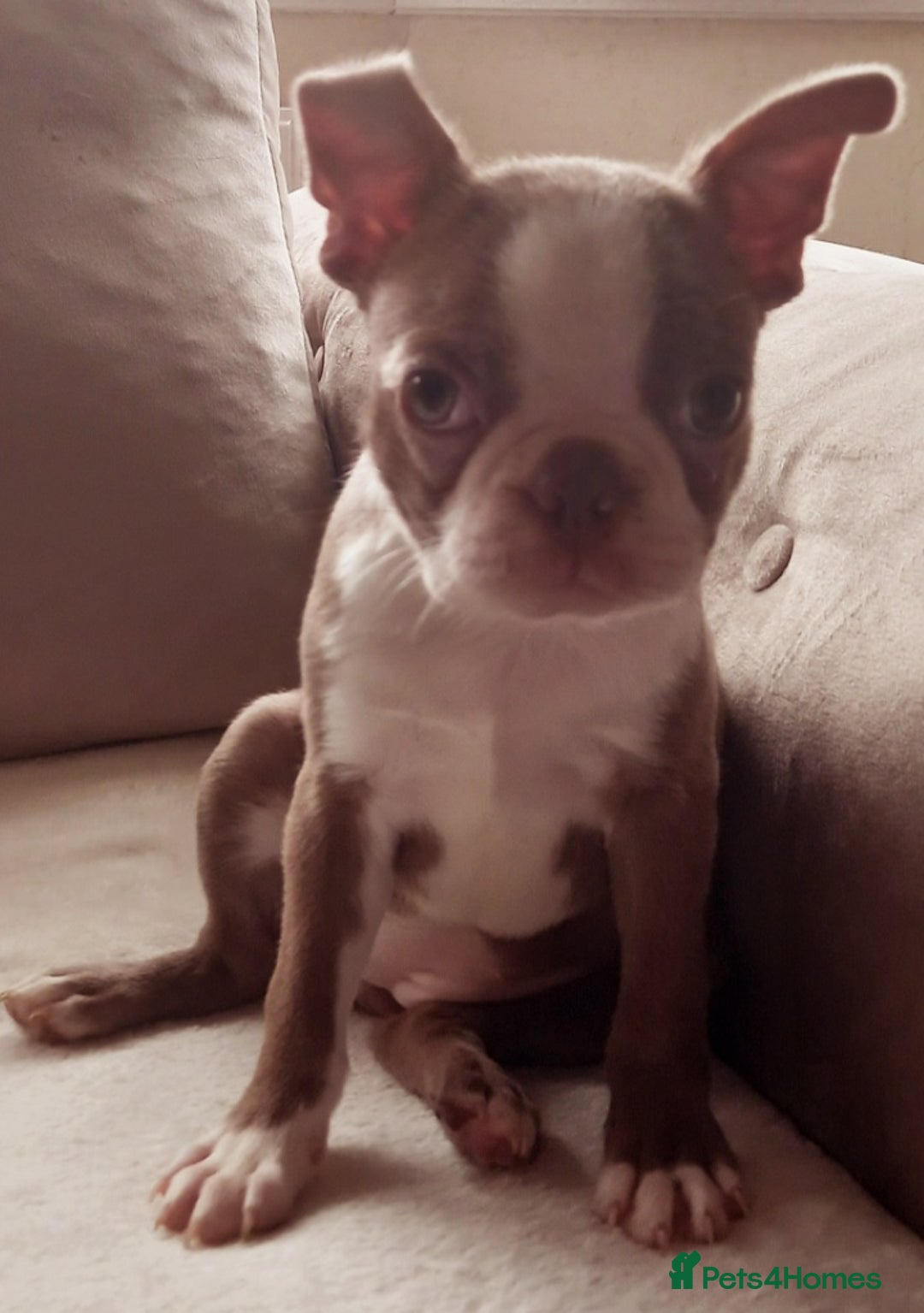 Boston Terrier dogs for sale: Last remaining girl looking for loving home in Stafford - Image 5