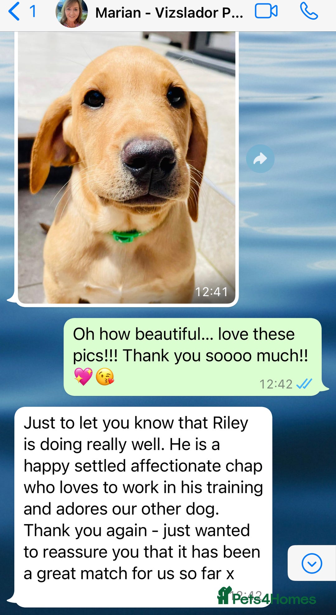 Labrador Retriever dogs for sale: Perfect Litter of 5th Generation Labrador Puppies - Advert 18