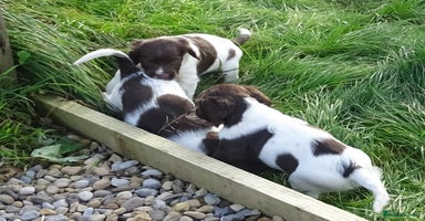 English Springer Spaniel dogs - Advert 5